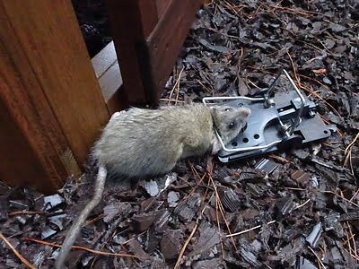 rodent trapping